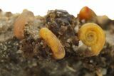 Colorful Agate Pseudomorph After Gastropods - Colorado #264705-1